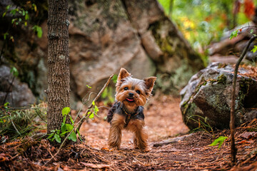 A Yorkshire terrier puppy walks in a rocky forest