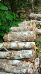 Rubber wood blocks piled up after being cut down
