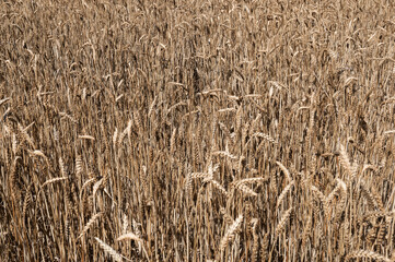 Close up of ripe wheat field.