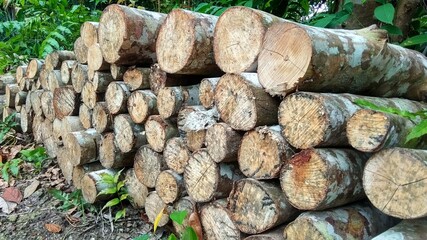 Rubber wood blocks piled up after being cut down
