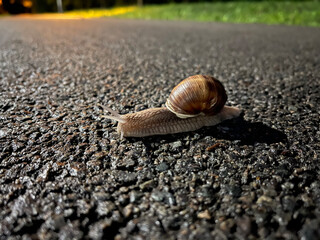 Night clam