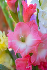 Background Izroza And White Gladioli