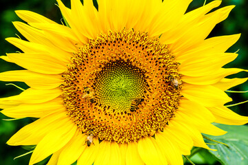 【夏イメージ】ヒマワリとミツバチ