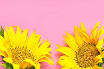 Flat lay Sunflower natural background. Beautiful fresh yellow sunflower with green leaves on pink...