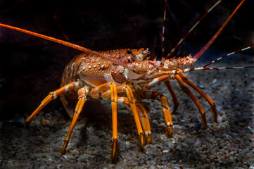 Rock lobster portrait.  Photographed underwater.