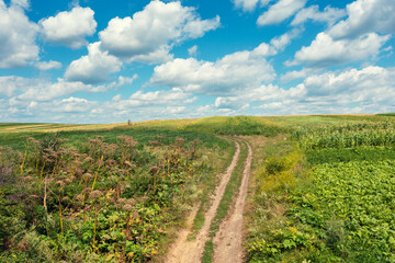 Fototapeta na wymiar Rural landscape with dirt country road in summer. Top view