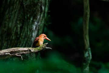 アカショウビン(Ruddy Kingfisher)