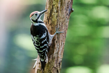 オオアカゲラ雄(White-backed Woodpecker)