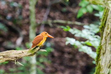 アカショウビン(Ruddy Kingfisher)