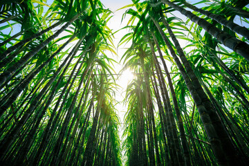 Obraz na płótnie Canvas Sugarcane plants growing at field