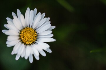 Obraz premium daisy flower closeup