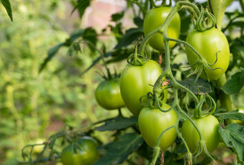 Green tomatoes on the branch in greenhouse. Organic vegetables for healthy eating