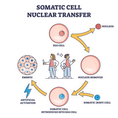 Somatic cell nuclear transfer as genetic change process steps outline diagram. Labeled educational embryo fertilization with artificial technique vector illustration. Cloning egg method description.