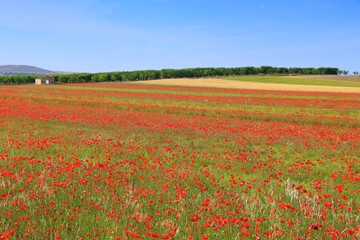 Italian spring fields landscape