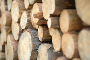 Sawn logs of pine forest, roundwood timber, logging.