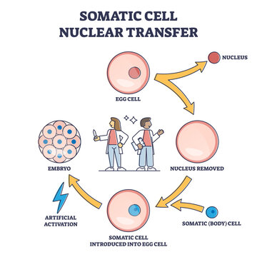 Somatic cell nuclear transfer as genetic change process steps outline diagram. Labeled educational embryo fertilization with artificial technique vector illustration. Cloning egg method description.
