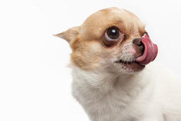 Chihuahua Puppy, 5 months old, sitting in front of white background