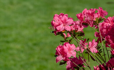 Bright red Rhododendron Azalea japonica close-up. Luxury inflorescences of rhododendron in Public landscape city park 'Krasnodar' or 'Galitsky'. Ornamental Rhododendron with beautiful pink flowers