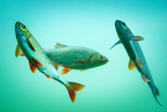 Underwater Fish Lake Images – Browse 77,931 Stock Photos, Vectors, and  Video | Adobe Stock