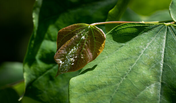 Pests on the leaves of Eastern Redbud Cercis canadensis. Cacopsylla pulchella is the dangerous pest of different plants. Garden Pest damages Cercis. Close-up of damaged leaves on Eastern Redbud branch