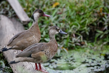 Cute couple of ducks in the pond ready to hunt for their food.
