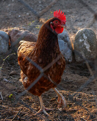 Gallina en el corral