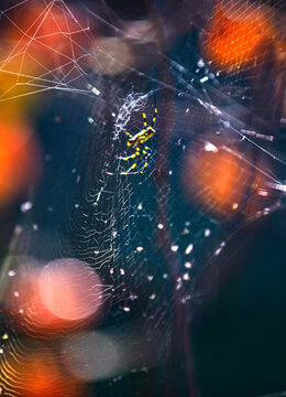 The beauty of a flower spider to lay a trap
