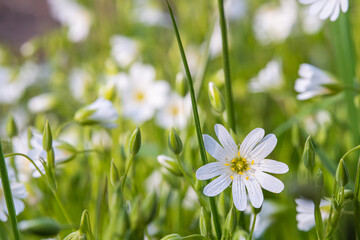 Eine Wiese mit vielen schönen, weißen Blumen.