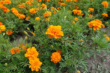 Florescence of orange Tagetes patula in mid July