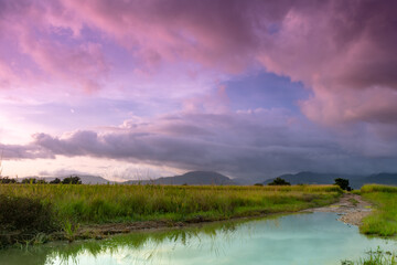 Fototapeta na wymiar A stormy pink sunset overlooking rice fields in the Caribbean. A dirt road and puddle leading into a field at dusk, Tropical landscape and storm clouds