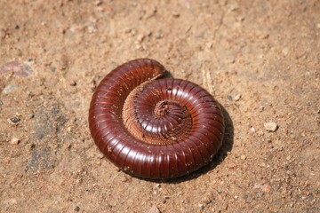 Millipede - west Africa