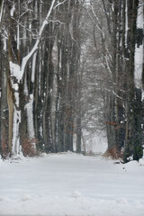 roads between the lines of trees during a snowstorm