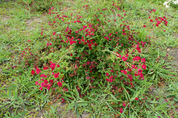 Low growing shrub of roses with small red flowers in June