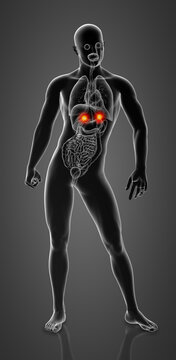 3d render adrenal anatomy - front view