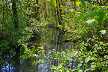 Spreewald Fließ im Hochwald - Spree Forest  water canal in spring