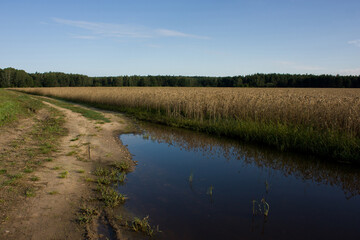 Outskirts of Grodno, Belarus. The edge of the field with an unharvested crop, ripe ears. And a large puddle on a country road and the reflection in it of ears of the field and a blue sky with clouds.