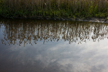 Outskirts of Grodno, Belarus. The edge of the field is overgrown with grass, a large puddle on a country road and the reflection of field ears and a blue sky with clouds in it.