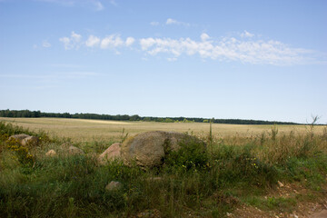 Obraz premium Outskirts of Grodno, Belarus. Summer landscape. A large old stone surrounded by wildflowers and grass at the edge of a country road, a mown field against a blue sky, a forest in the distance.