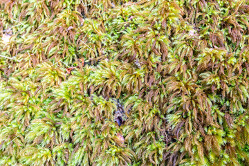 Climacium dendroides, also known as tree climacium moss, covering tree trunk in Morne Seychelles National Park, Mahe Island, Seychelles.