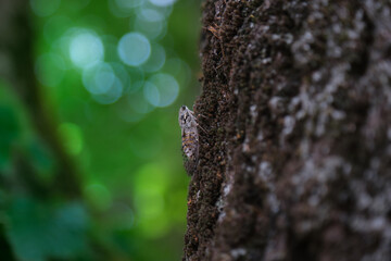 cicada resting on a tree - obrazy, fototapety, plakaty