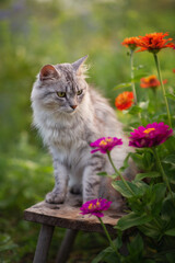 Naklejka na ściany i meble Photo of a gray fluffy cat near a flowerbed with flowers.