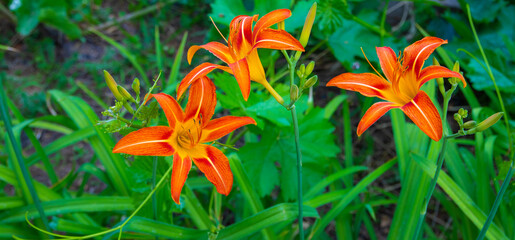 orange lily in the garden