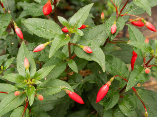 Fushia buds on plant in Pickmere garden, Pickmere, Knutsford, Cheshire, UK