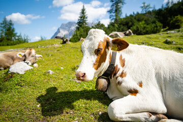Cow on the European Alps. A cow is sitting at an alpine meadow in the European Alps - obrazy, fototapety, plakaty