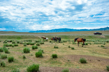 herd of horses