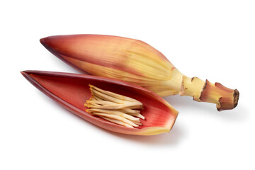 Little bananas in a fresh raw tropical banana flower leaf close up isolated on white background 