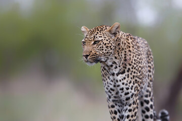 Leopard (Panthera pardus) looking for prey in Sabi Sands Game Reserve  in the Greater Kruger Region in South Africa