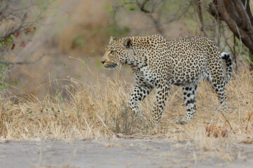 Leopard (Panthera pardus) looking for prey in Sabi Sands Game Reserve  in the Greater Kruger Region in South Africa
