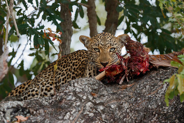 Leopard (Panthera pardus) eating an impala in a tree in Sabi Sands Game Reserve in the Greater Kruger Region in South Africa