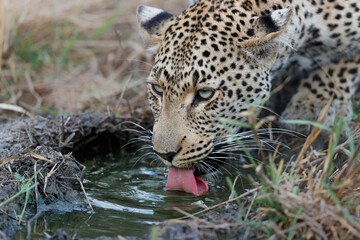 Leopard (Panthera pardus) drinking water in a Game Reserve in the Greater Kruger Region in South Africa